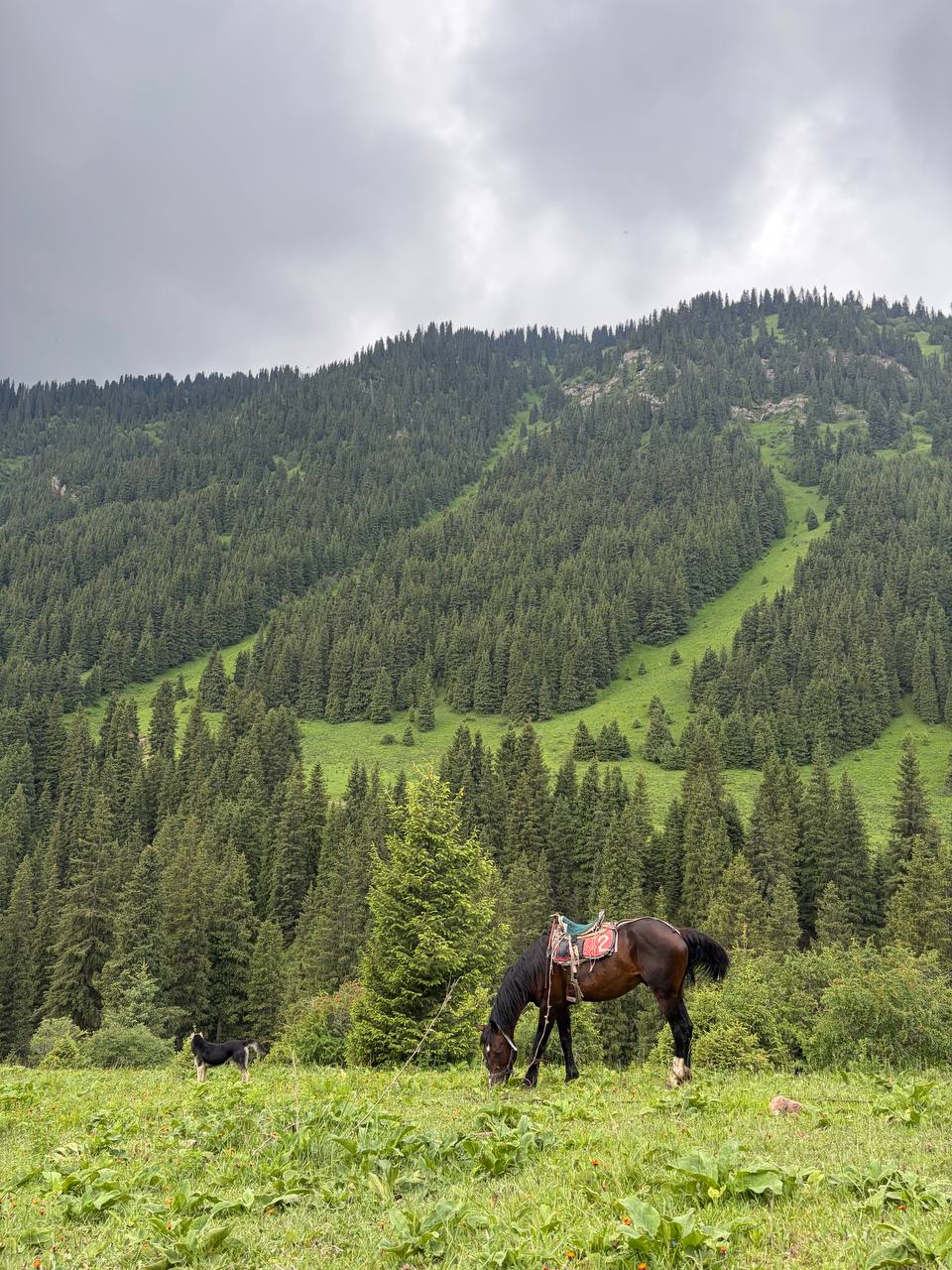 Kyrgyz horse grazing wildflowers